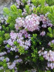 Erica caterviflora