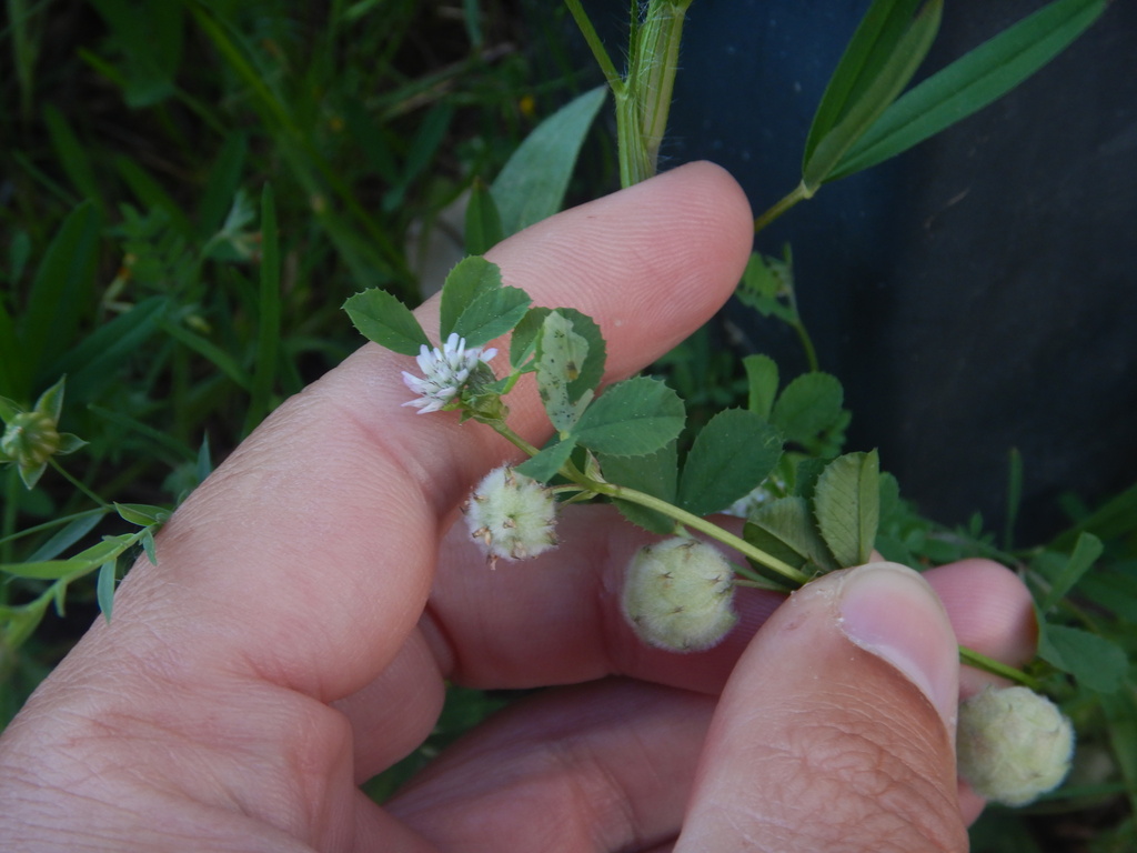 Trifolium tomentosum; photograph (c) Duarte Frade, some rights reserved (CC BY)