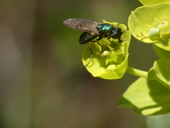 Chloromyia formosa