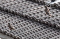 Turdus olivaceus