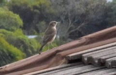 Turdus olivaceus