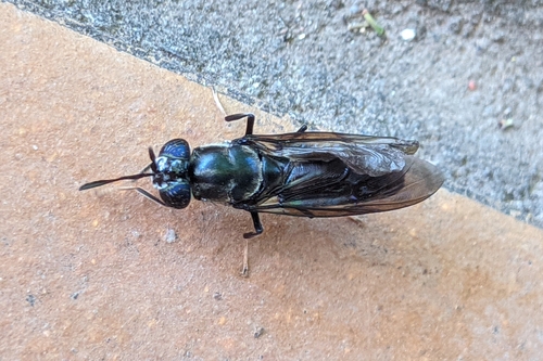 Black Soldier Fly