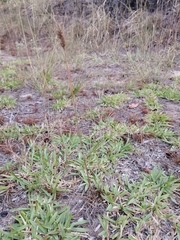 Setaria sphacelata torta