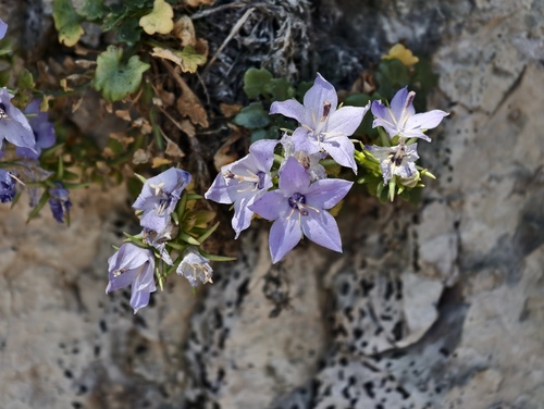 Campanula fragilis, photograph 6