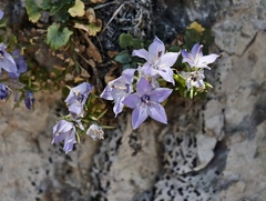Campanula fragilis, photograph (c) fmunoz, some rights reserved (CC BY)