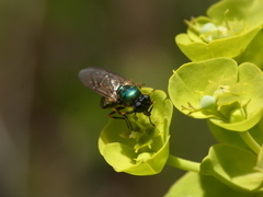 Chloromyia formosa