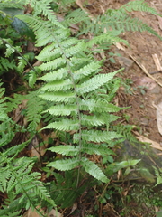 Metathelypteris laxa