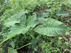 Xanthosoma sagittifolium