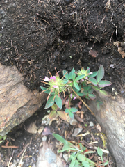 Trifolium willdenovii