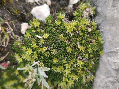 Cherleria sedoides, photograph 5