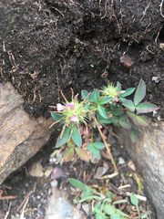 Trifolium willdenovii