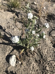 Cryptantha