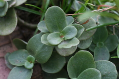 Crassula multicava