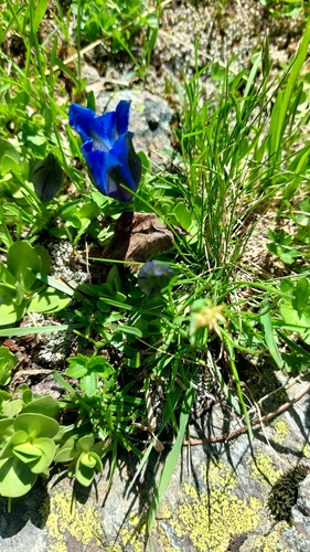 Gentiana alpina, photograph 2