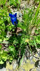 Gentiana alpina, photograph (c) dachsise, some rights reserved (CC BY)