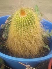 Parodia lenninghausii
