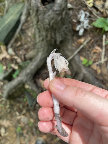Ghost Pipe