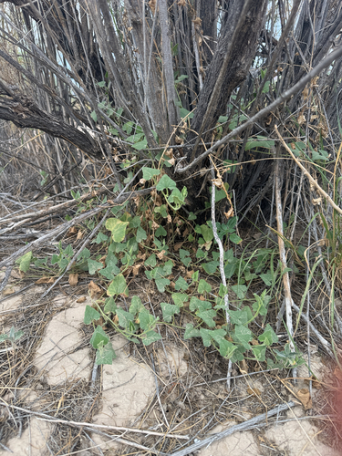 Wright's dutchman's pipe