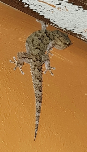 Fischer's Thick-toed Gecko