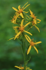 Ligularia