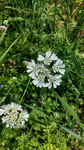Orlaya grandiflora, photograph 4