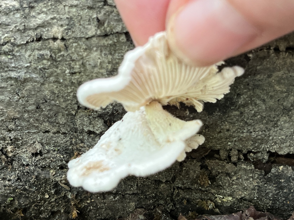 splitgill mushroom · July 2026 · photo: Photo: no rights reserved · iNaturalist