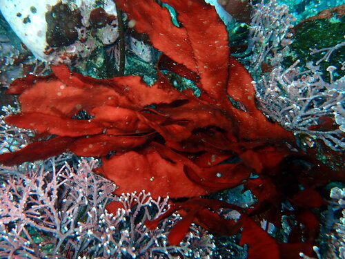 Farlowia compressa, 2026-07-04
