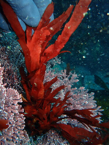 Farlowia compressa, 2026-07-04