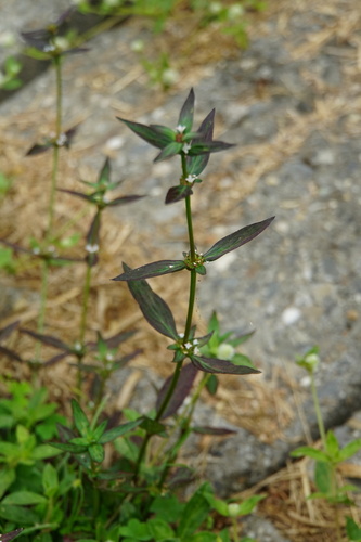 Spermacoce remota