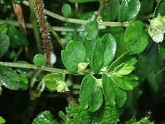 Elatostema obtusum trilobulatum