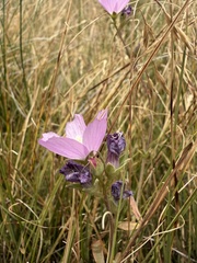 author not stated, no rights reserved Sidalcea sparsifolia, photograph author not stated, no rights reserved