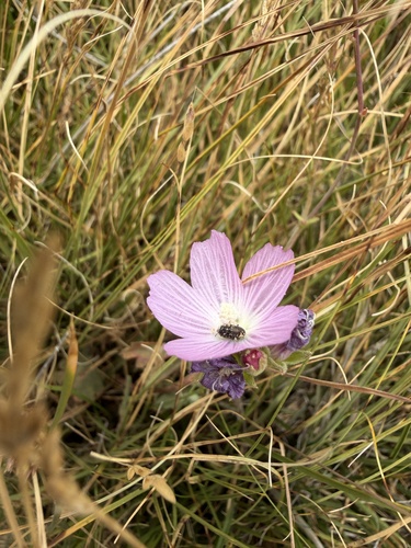 Sidalcea sparsifolia, photograph 4