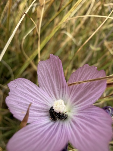 Sidalcea sparsifolia, photograph 5