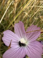 author not stated, no rights reserved Sidalcea sparsifolia, photograph author not stated, no rights reserved