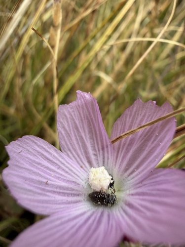 Sidalcea sparsifolia, photograph 6