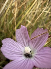 Sidalcea sparsifolia, photograph author not stated, no rights reserved