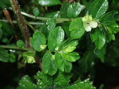 Elatostema obtusum trilobulatum
