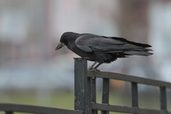 Corvus frugilegus
