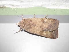 Diarsia canescens