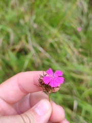 Dianthus balbisii, photograph (c) Ljaž, some rights reserved (CC BY)