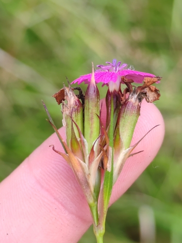Dianthus balbisii, photograph 6