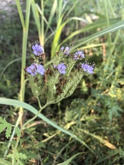 Phacelia congesta