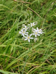 (c) Ljaž, some rights reserved (CC BY) Ornithogalum pyramidale, photograph (c) Ljaž, some rights reserved (CC BY)