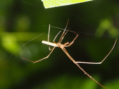 Tetragnatha nitens