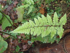 Athyrium arisanense