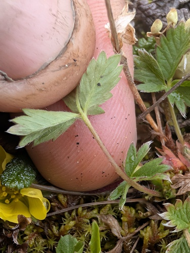 Potentilla hyparctica, photograph 6