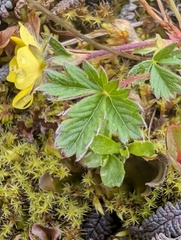(c) Trevor Van Loon, some rights reserved (CC BY) Potentilla hyparctica, photograph (c) Trevor Van Loon, some rights reserved (CC BY)