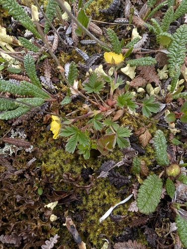 Potentilla hyparctica, photograph 4