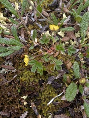 (c) Trevor Van Loon, some rights reserved (CC BY) Potentilla hyparctica, photograph (c) Trevor Van Loon, some rights reserved (CC BY)