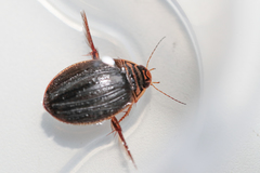 Acilius canaliculatus